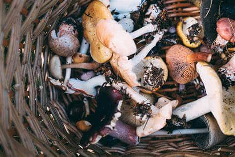 The Mushroom Chronicles